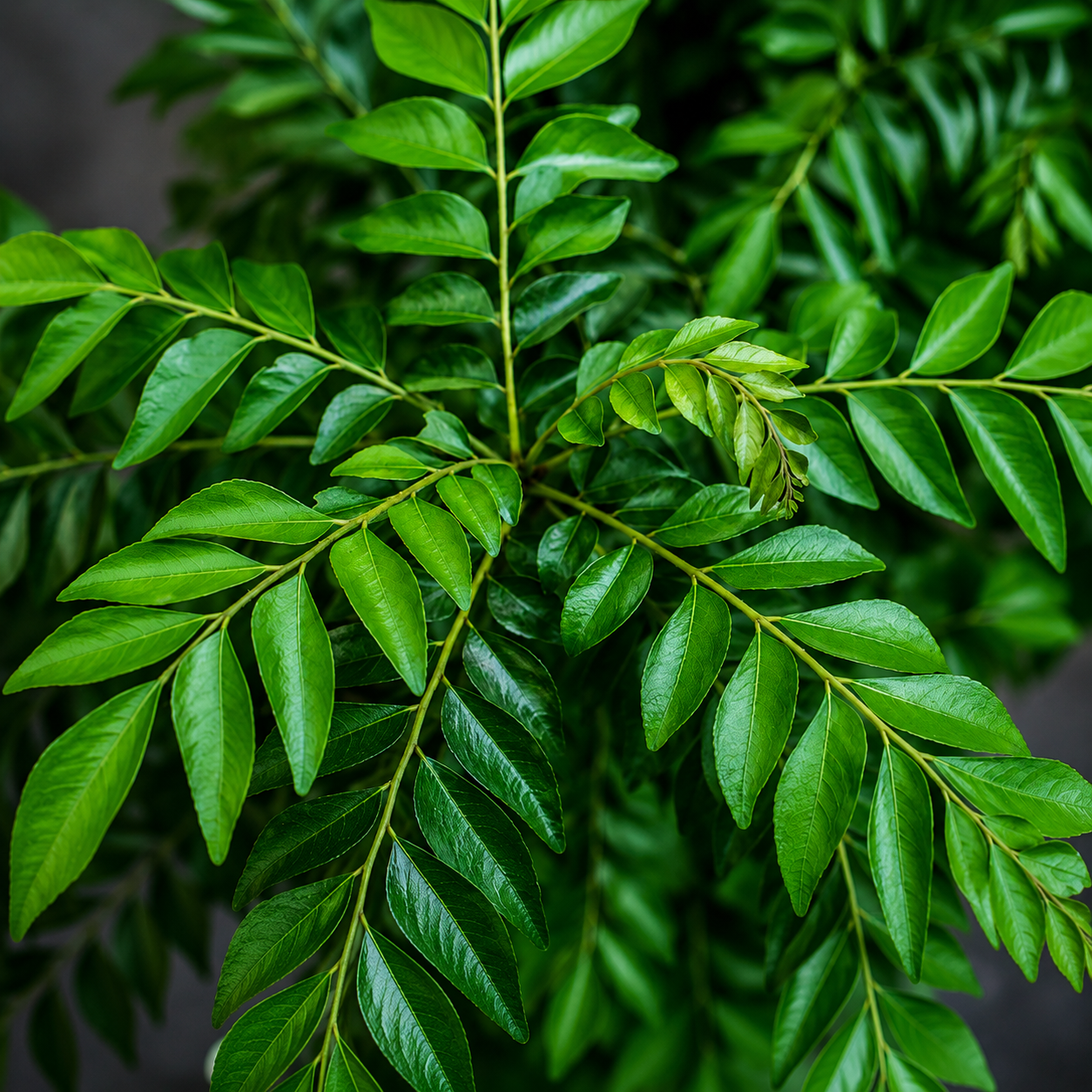 Premium Fresh Curry Leaves